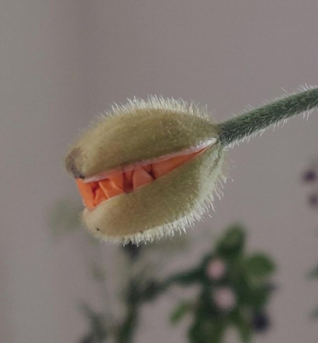 Cvijet izgleda kao da ima zube