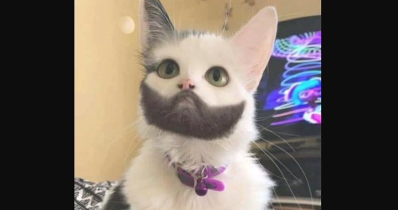 Ovih 15 životinja je osvojilo genetski jackpot, imaju stvarno unikatne osobine koje se rijetko vide