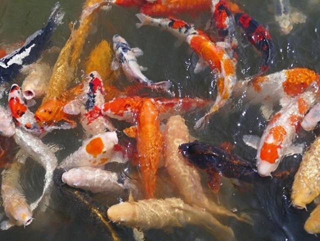 4. Napravio sam ovu fotografiju u vrtu Shukkei-en u Hirošimi. Ove ribe stvarno plivaju u vodi, a ne u ulju.