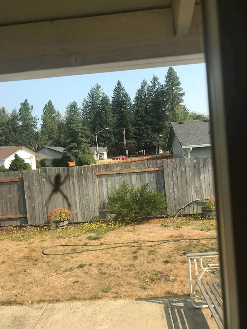 Ogroman pauk na ogradi!!!!!!