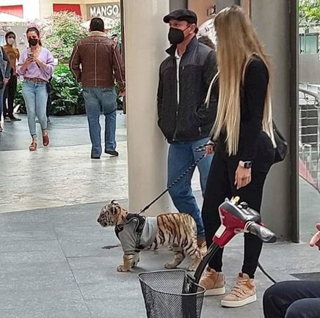 12. Pametnica koja u prepunom trgovačkom centru šeta svog bengalskog tigra