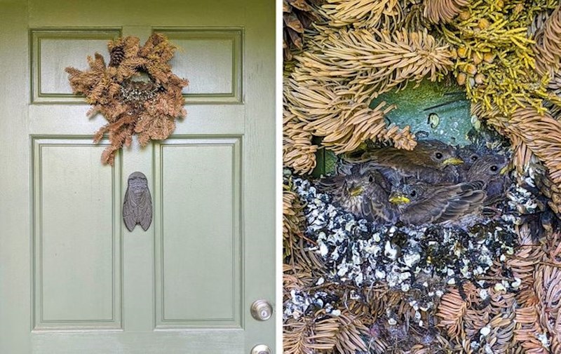 Ptice su napravile gnijezdo na ulaznim vratima