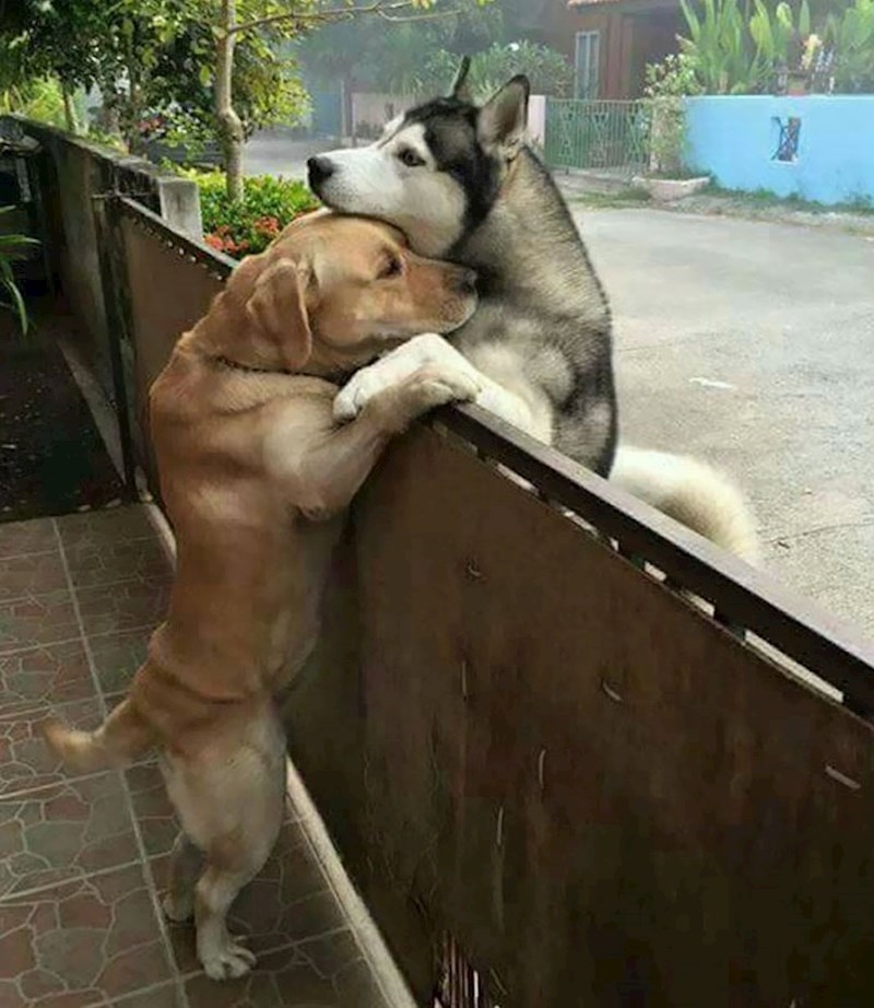 Prava ljubav ne poznaje zapreke