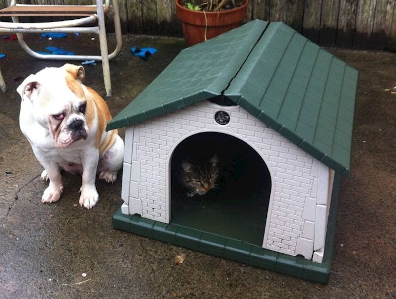 Je li ovo najtužniji pas ikad?