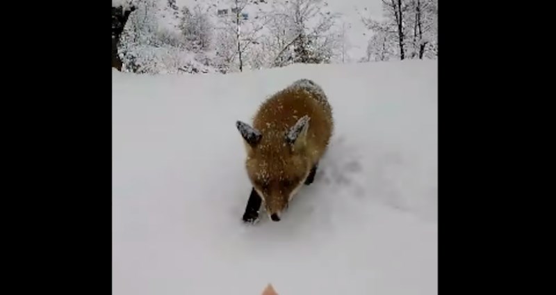Viralni video: Hranila je divlju lisicu, morate vidjeti reakciju mačka Mrguda