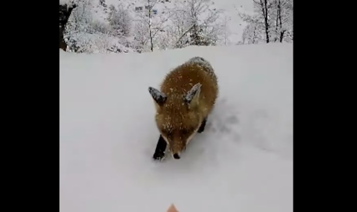 Viralni video: Hranila je divlju lisicu, morate vidjeti reakciju mačka Mrguda