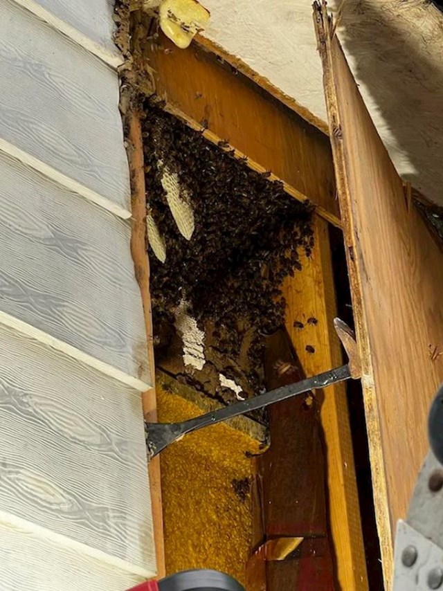 U kući imam pčelinjak