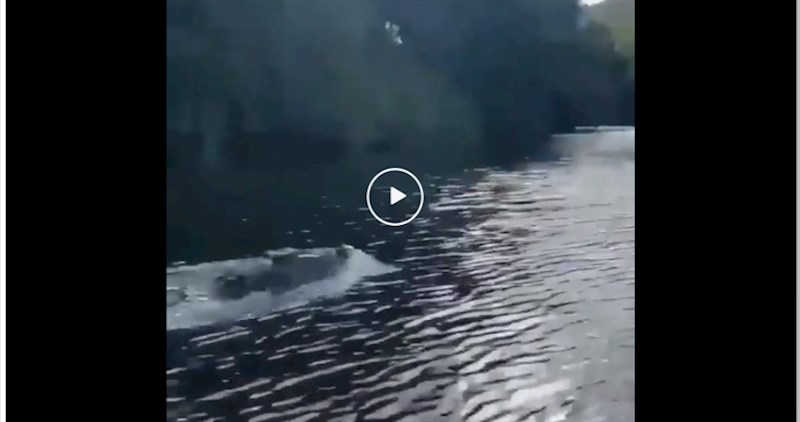 Snimka koja ledi krv u žilama, nevjerojatno kako je ova životinja brza