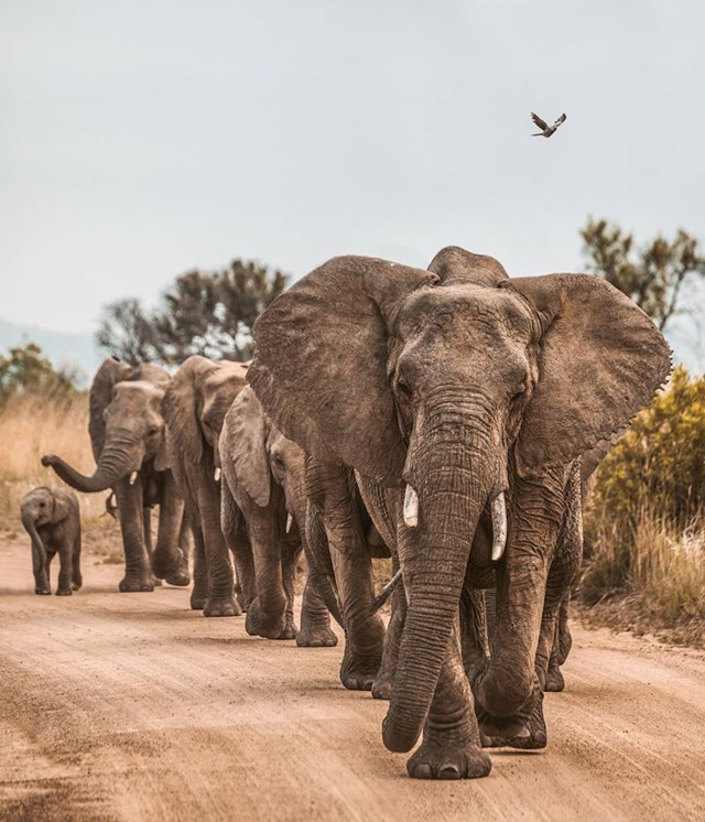 Jedini razlog zašto se slonovi nisu oslobodili i pobjegli iz logora bio je taj što su s vremenom usvojili uvjerenje da to jednostavno nije moguće