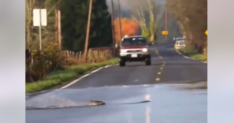 Video iz SAD-a je hit: Pogledajte kako ribe prelaze cestu