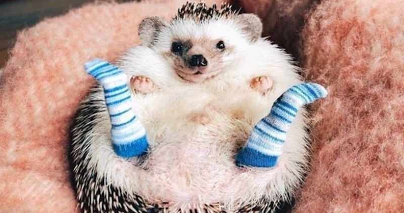 Ovo su 22 najslađe životinje na svijetu, za neke je teško povjerovati da uopće postoje