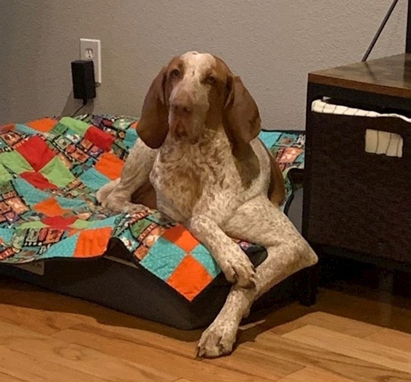 Pas je došao krivo sastavljen