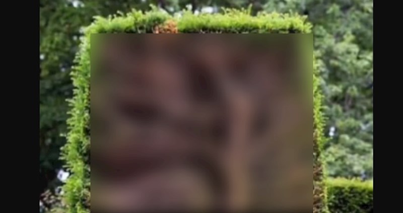 Nismo sigurni zašto, ali jako je kul: Pogledajte kako izgleda unutrašnjost grma