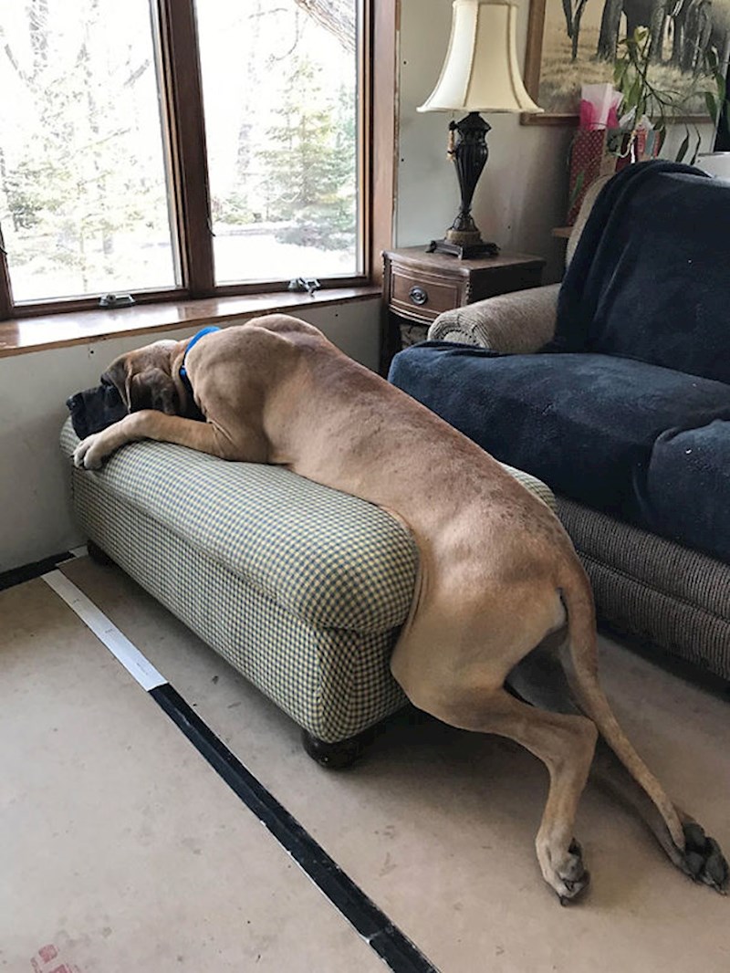 Moj pas na tabureu kojeg je odavno prerastao