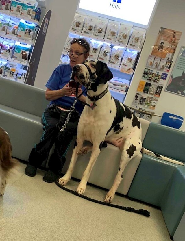 Ova dobrica čeka veterinara i mirno sjedi