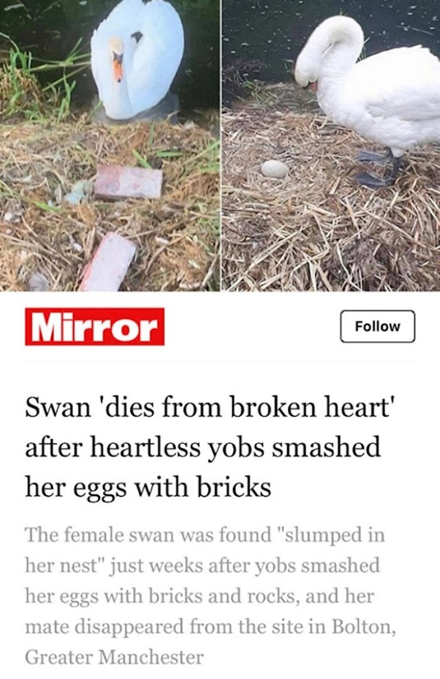 Labud je uginuo od tuge nakon što mu je netko uništio jaja