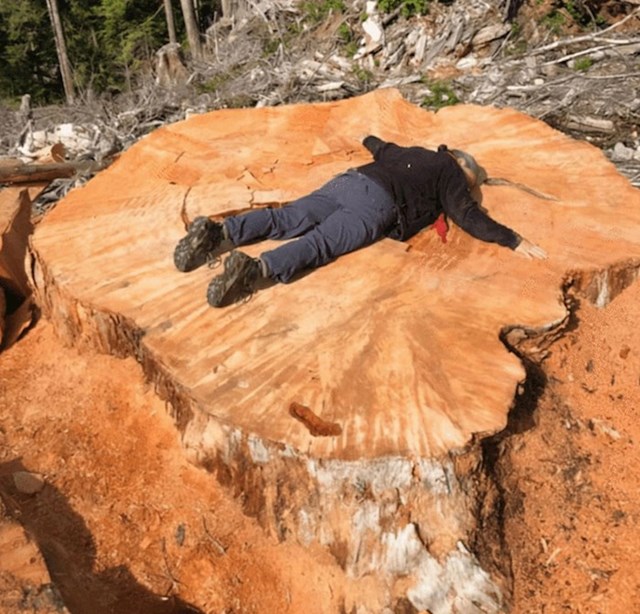 Posječeno drvo u Kanadi