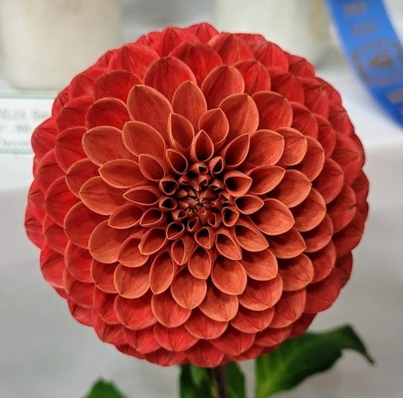 Ova dalija je osvojila prvo mjesto na lokalnom sajmu, a jasno je i zašto