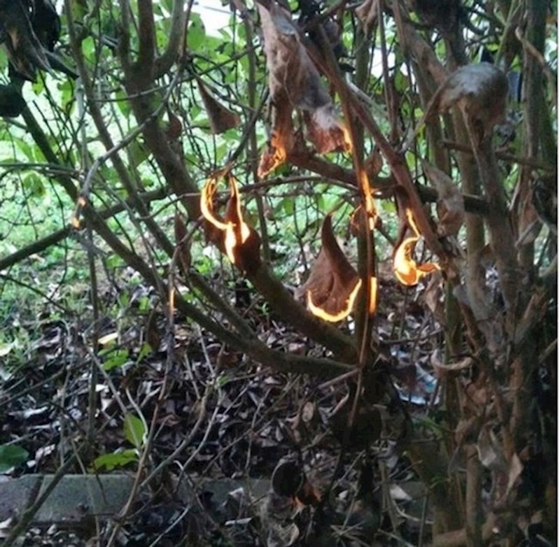 Lišće osvijetljeno sunčevim zrakama izgledalo je kao da gori...