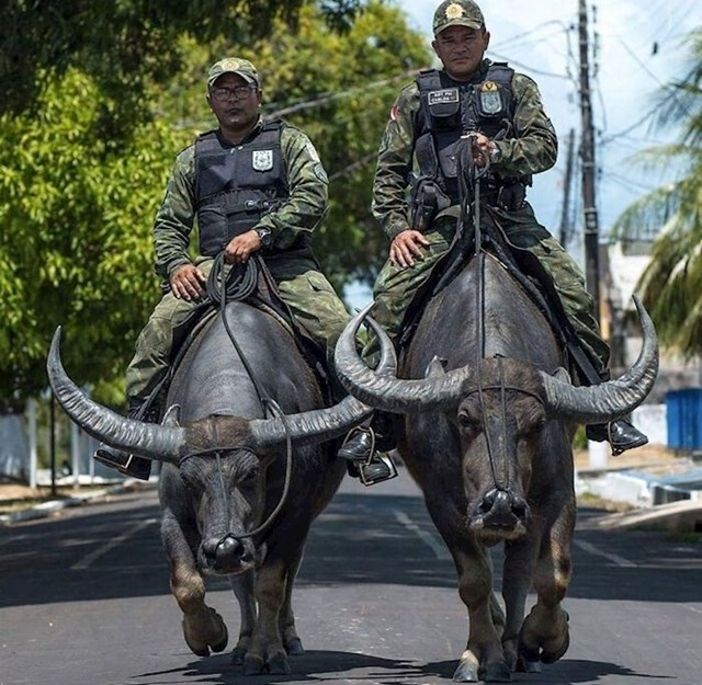 Policajci patroliraju na bizonima