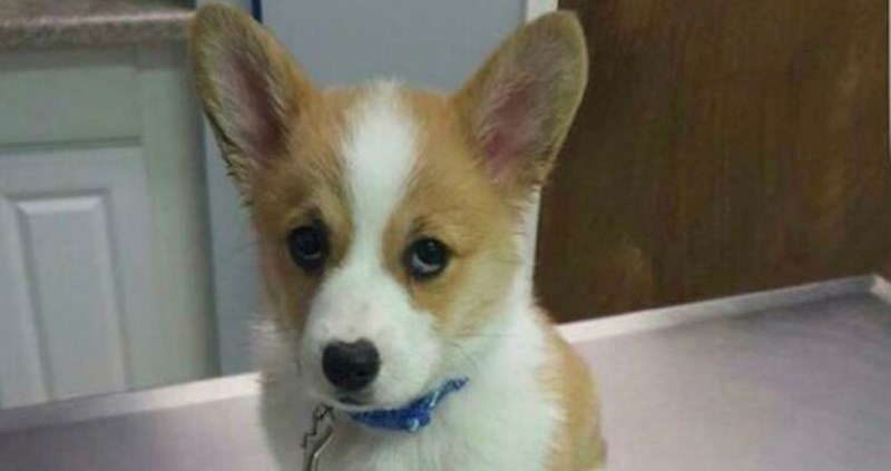 15 fotki koje dokazuju da su maleni korgiji apsolutno najslađa stvar na svijetu