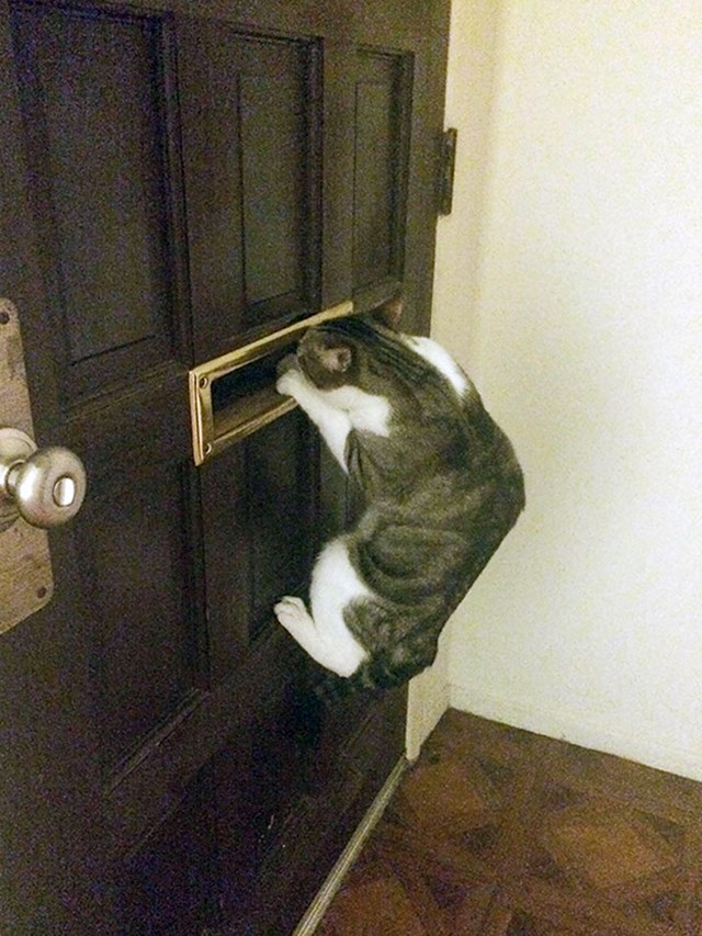 Ovako moja maca dočekuje mog dečka
