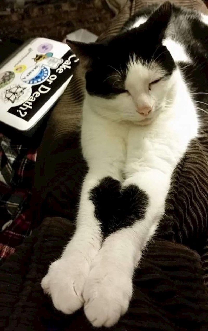 Nisam ni znala da moja mačka može napraviti srce šapicama