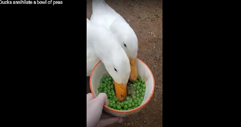 Stvarna snimka mene nakon 8 sati držanja dijete