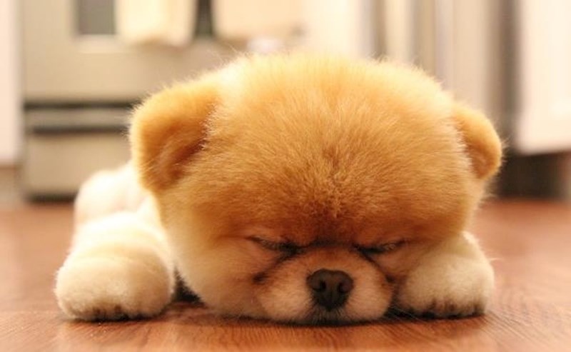 Fotografije preslatkih psića čija je misija uljepšati vam dan