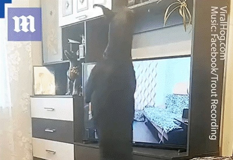 Ako je i on počeo vježbati u karanteni, za tebe stvarno nema opravdanja