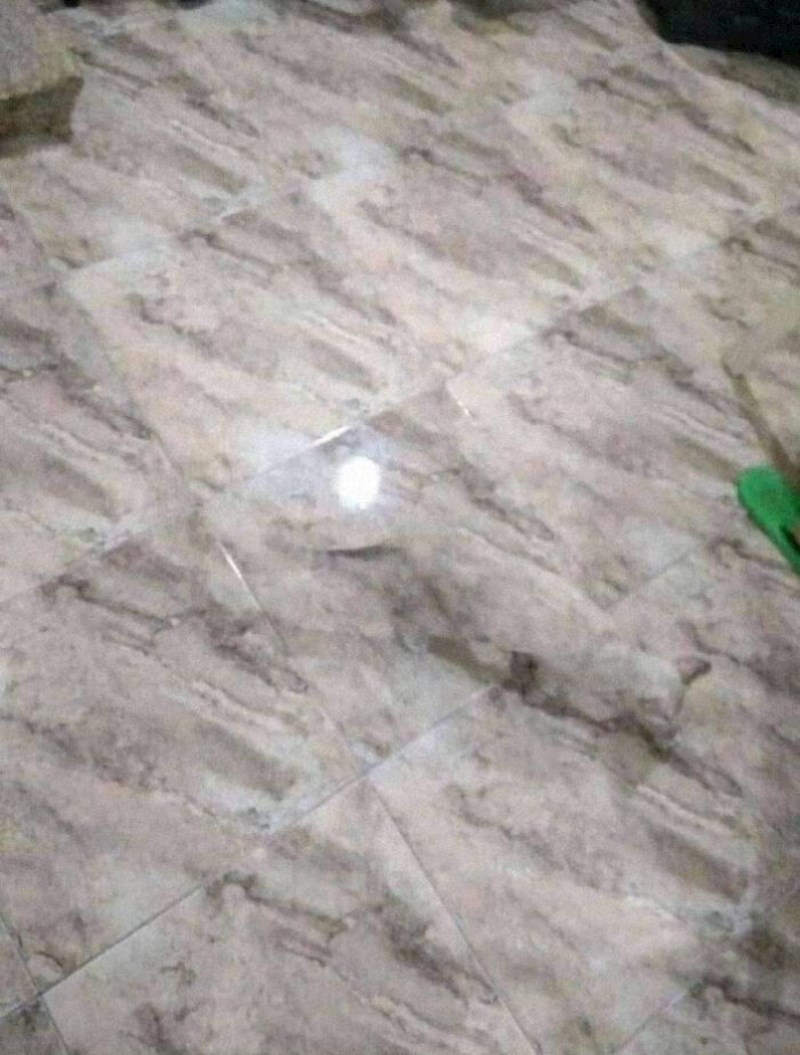 Na fotografiji je mačka