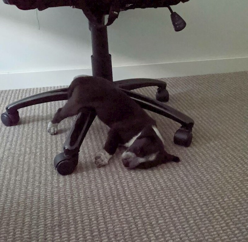 Izgleda da je ovo udobnije od novog kreveta kojeg sam mu kupio