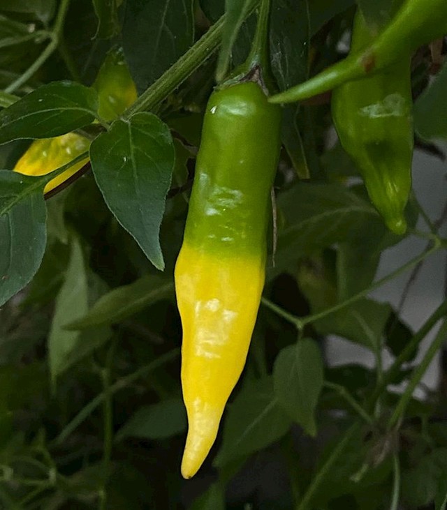 Paprika u dvije boje.