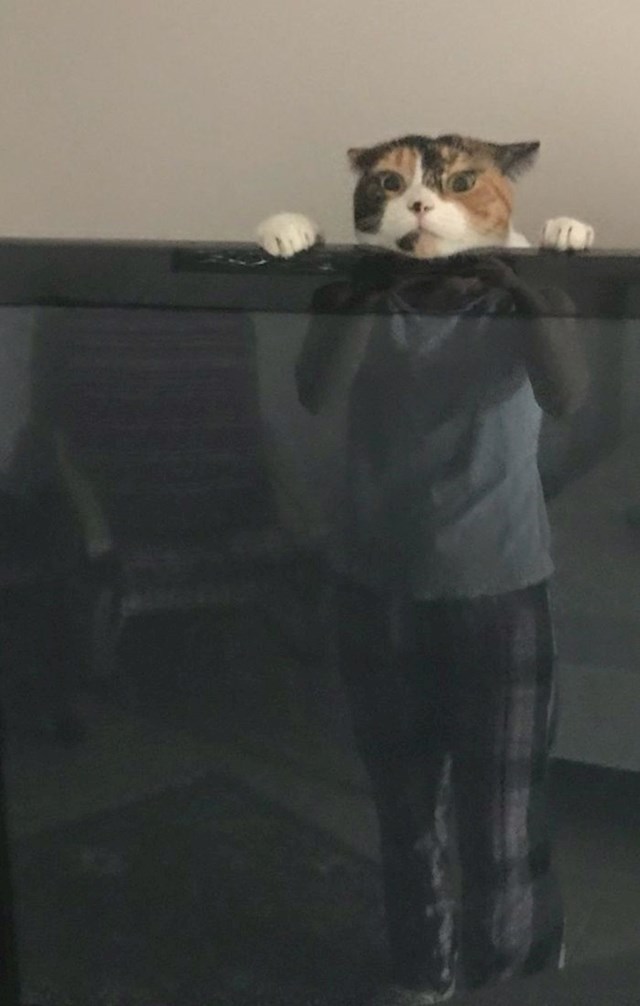 Supruga mi je poslala fotografiju naše mačke kako se glupira kraj televizora