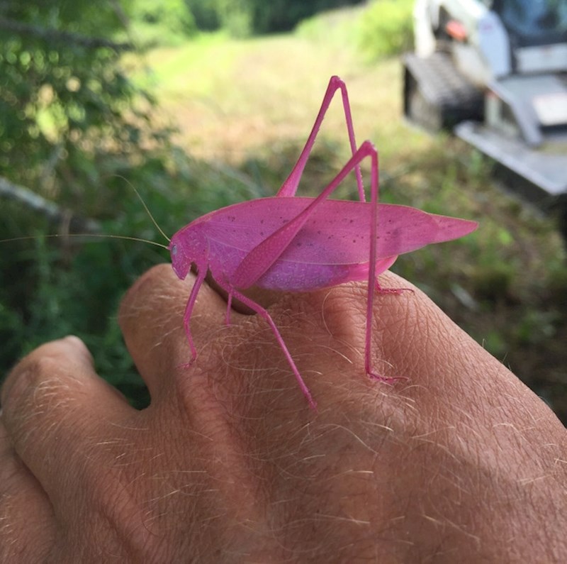 Pronašao sam rozog skakavca