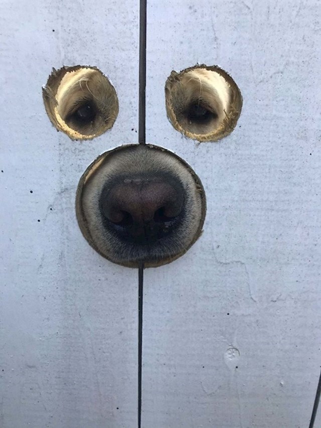 "Moj prijatelj je napravio rupe u ogradi kako bi njegov pas mogao gledati što se događa izvan dvorišta."