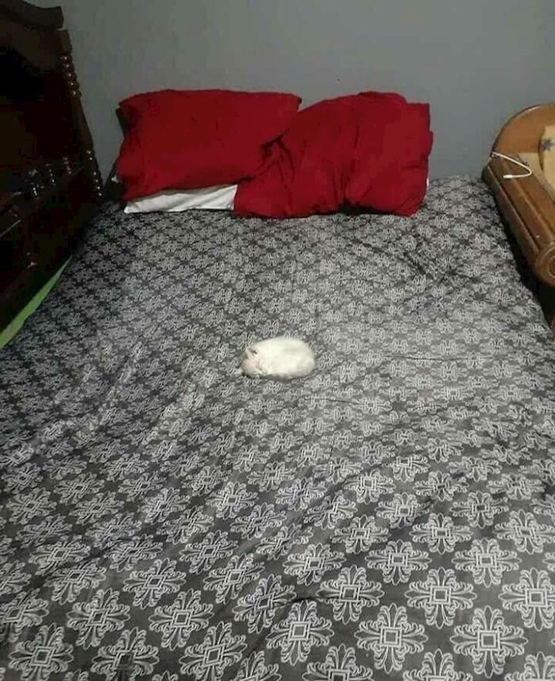 Tako mala, a cijeli krevet je zauzela