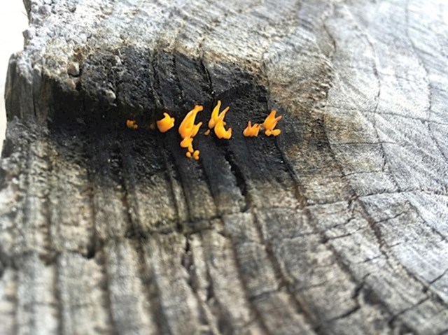 Male gljivice koje izgledaju kao vatrice