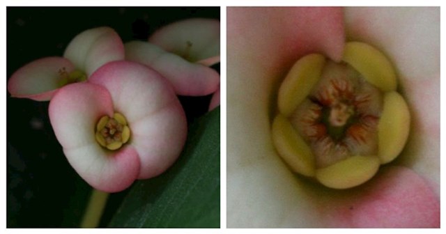Lice majke prirode u cvijetu?