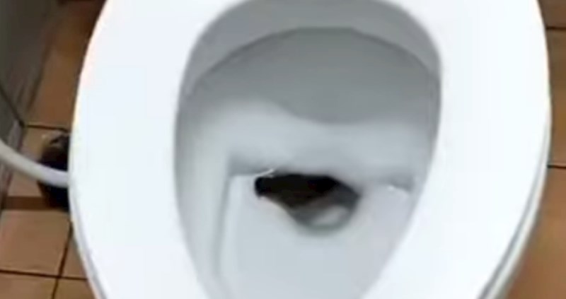 Viralna snimka s Tajlanda: Ljudi nisu mogli vjerovati što im je izašlo iz WC školjke