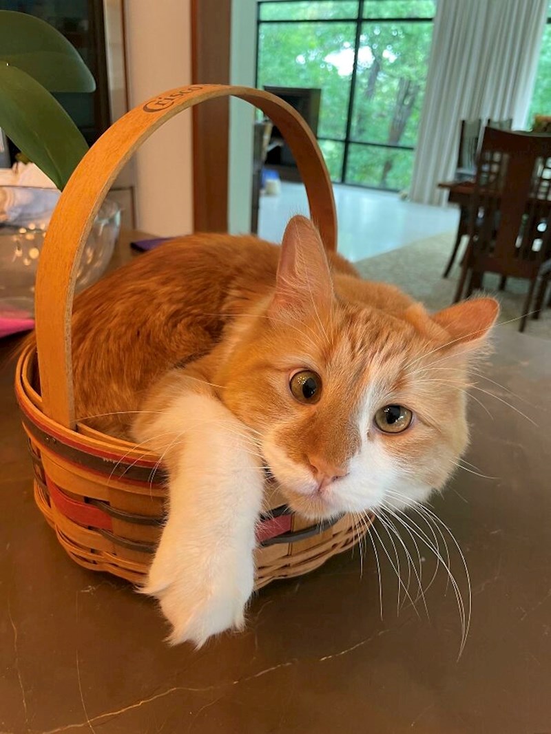 Mačak koji ima jedno lijeno oko, a to mu daje na osobnosti još i više