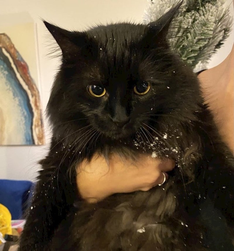 Zatekli smo je kako jede umjetni snijeg s bora