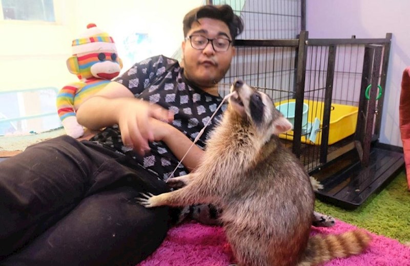 A rekli su mi da spremim sve svoje stvari kad se igram s rakunom, zaboravio sam na slušalice