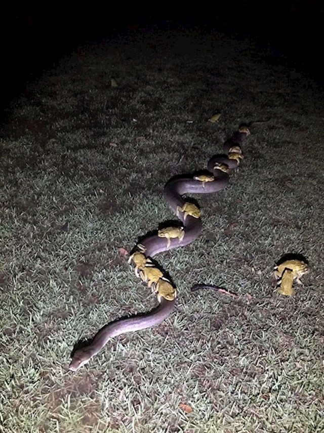 Žabe jašu na ogromnoj zmiji