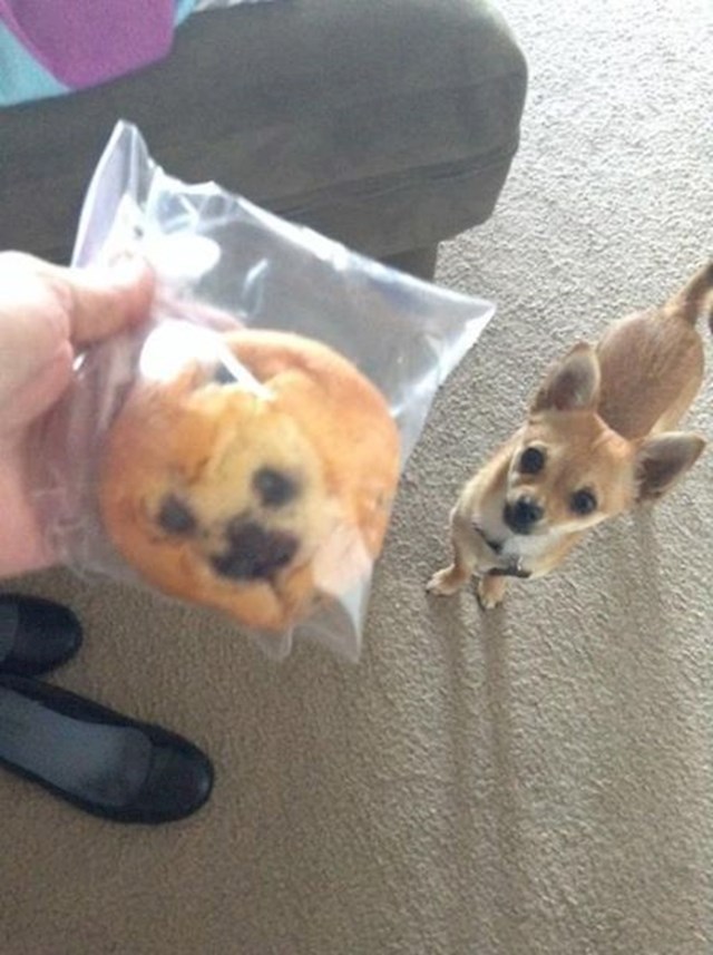 Muffin mi se u torbi spljoštio i ovo je rezultat