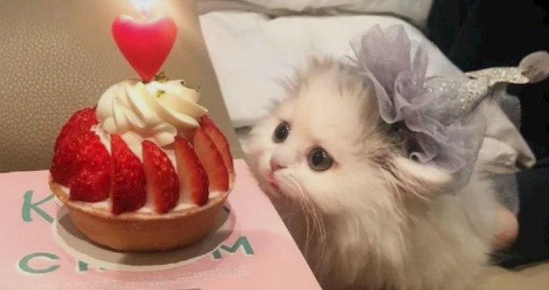 Ovo je 15 najslađih sićušnih maca na svijetu, nevjerojatne su!