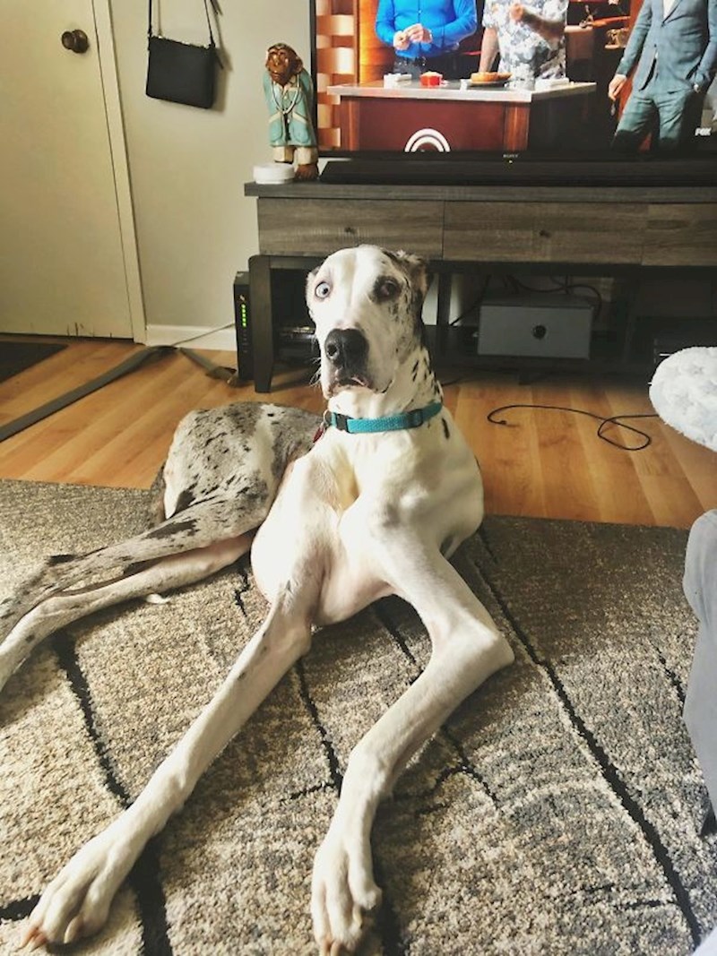 Naša doga Luna dok smo korili našeg sina