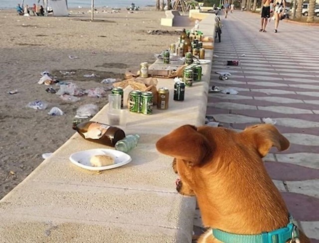 Zabranili su psima da budu na ovoj plaži jer su neki ljudi bili zabrinuti da će napraviti nered. Čini se da su se drugi ljudi potrudili bolje nego psi.