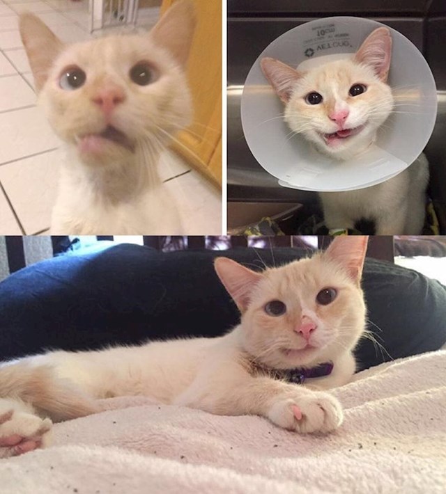 Ovu mačku udario je automobil. Imala je slomljenu čeljust i prijelom šape. Liječnici su joj morali ukloniti većinu zubiju. Kirurg ju je odveo kući odmah nakon operacije i nazvao je Vojvotkinjom čudesnom.