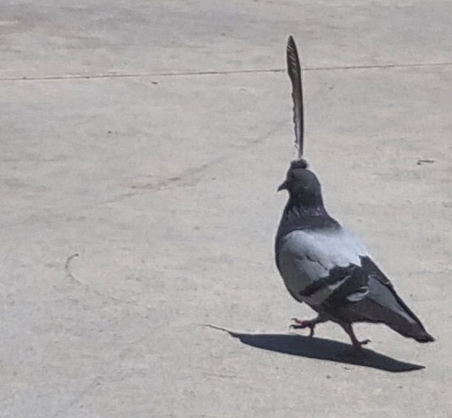 U gradu sam vidjela goluba koji hoda s ogromnim perom na glavi